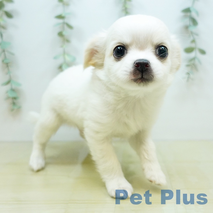 チワワの写真2