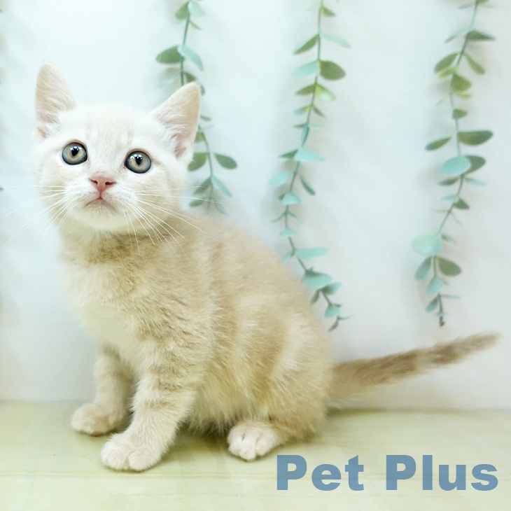 愛媛県のマンチカン (ペットプラス新居浜店/2025年4月6日生まれ/男の子/クリームタビー)の子猫