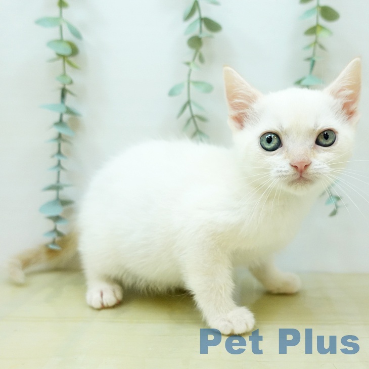岡山県のマンチカン (ペットプラス岡山店/2025年4月6日生まれ/女の子/クリームホワイトバン)の子猫