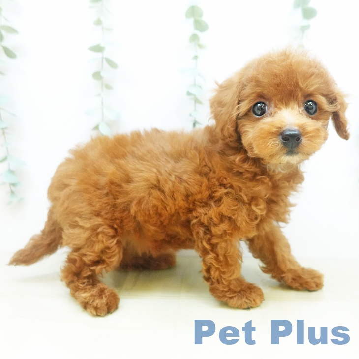 岡山県のトイプードル(トイ) (ペットプラス岡山南店/2025年4月11日生まれ/女の子/レッド)の子犬の1枚目の画像