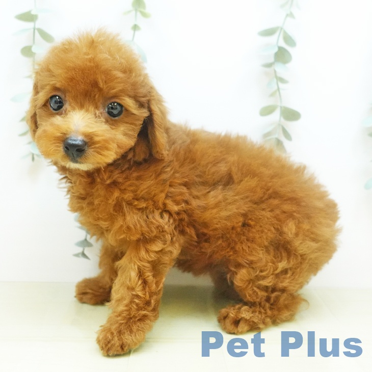 岡山県のトイプードル(トイ) (ペットプラス岡山南店/2025年4月11日生まれ/女の子/レッド)の子犬の2枚目の画像