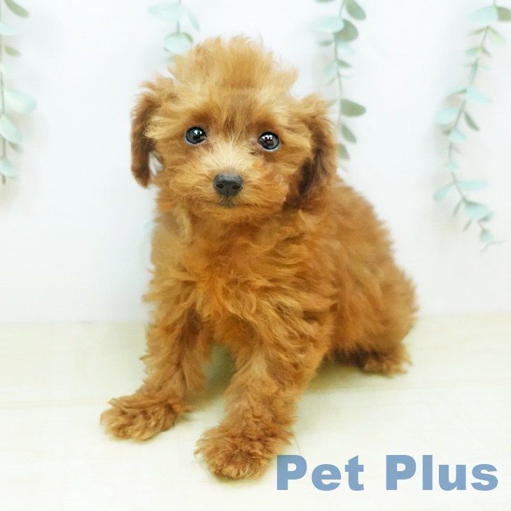 岡山県のトイプードル(トイ) (ペットプラス岡山店/2025年4月8日生まれ/女の子/レッド)の子犬の1枚目の画像
