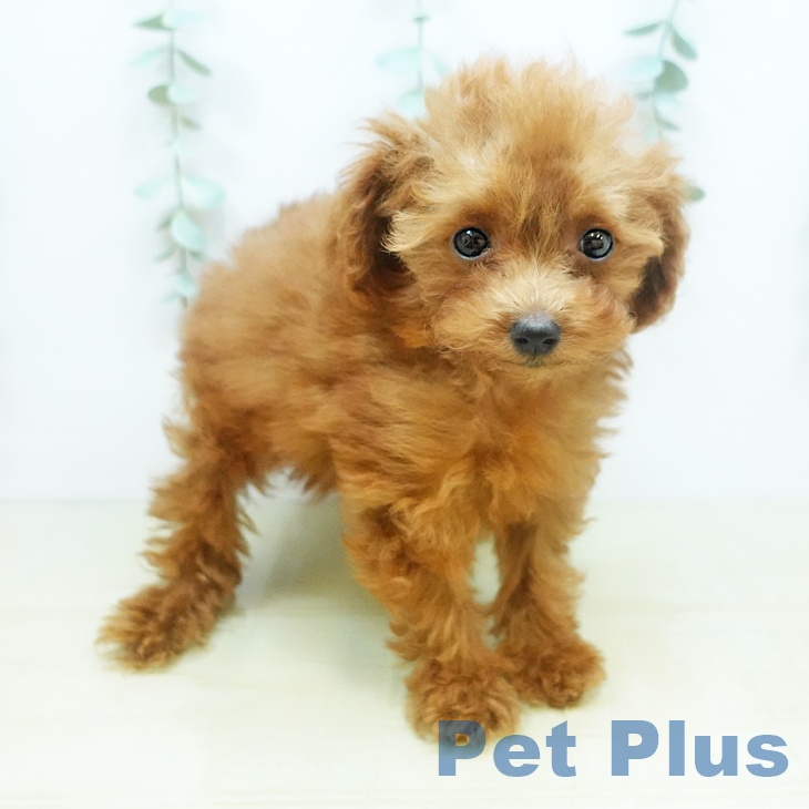 岡山県のトイプードル(トイ) (ペットプラス岡山店/2025年4月8日生まれ/女の子/レッド)の子犬の2枚目の画像