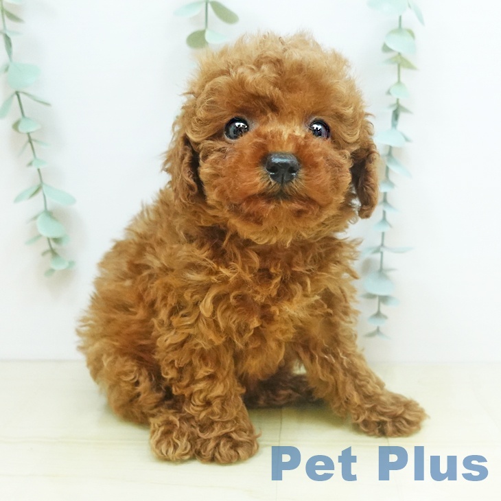 岡山県のトイプードル(トイ) (ペットプラス岡山店/2025年4月16日生まれ/女の子/レッド)の子犬の1枚目の画像