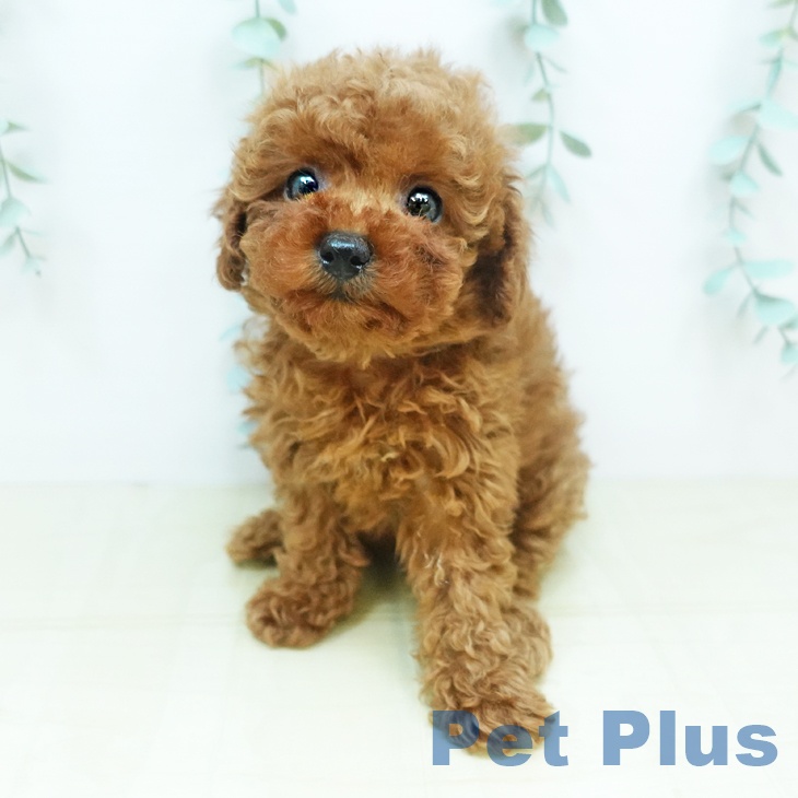 岡山県のトイプードル(トイ) (ペットプラス岡山店/2025年4月16日生まれ/女の子/レッド)の子犬の2枚目の画像