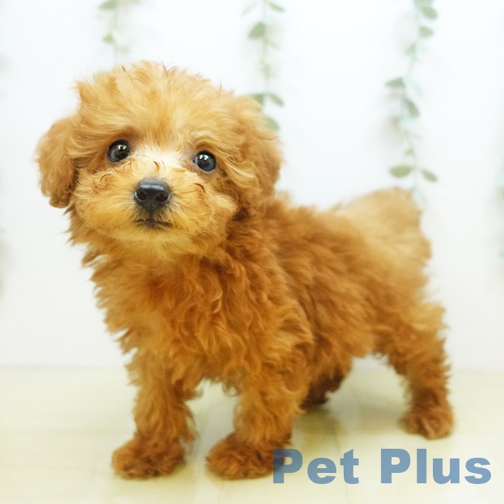 鳥取県のトイプードル(トイ) (ペットプラス日吉津店/2025年4月17日生まれ/女の子/レッド)の子犬の1枚目の画像