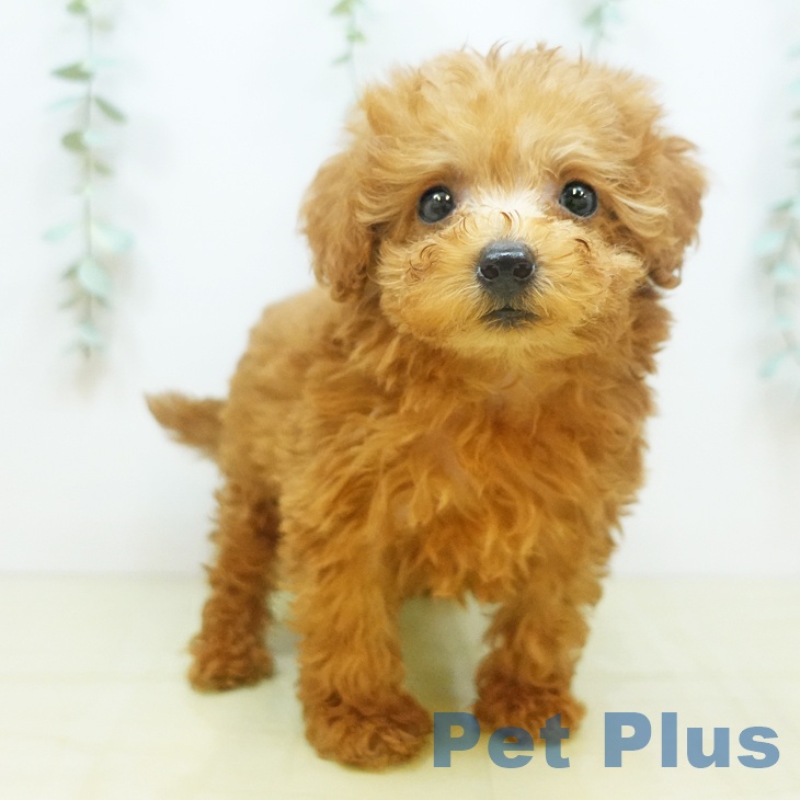 鳥取県のトイプードル(トイ) (ペットプラス日吉津店/2025年4月17日生まれ/女の子/レッド)の子犬の2枚目の画像