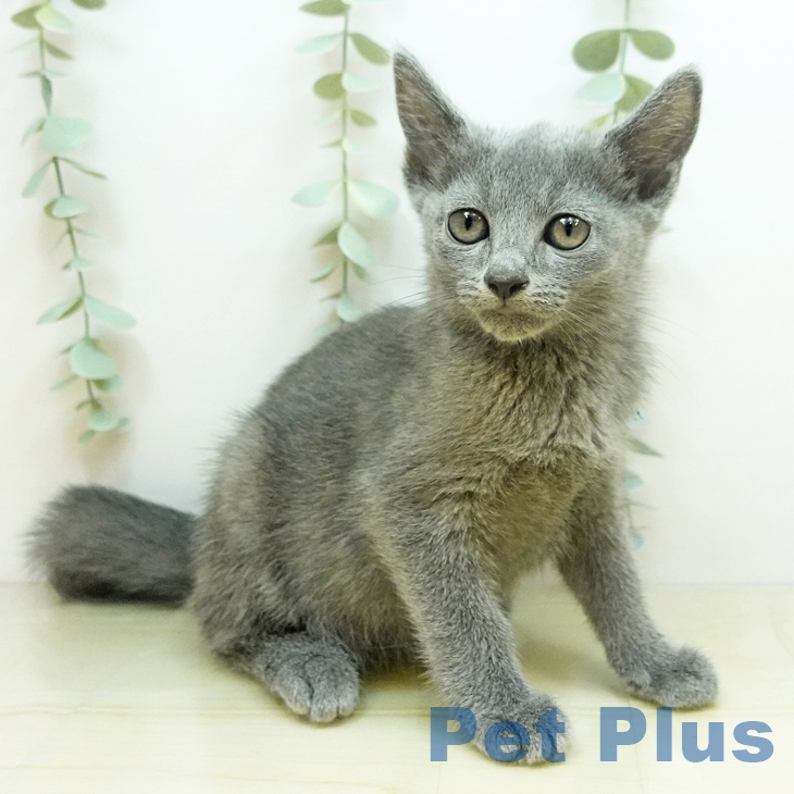 岡山県のロシアンブルー (ペットプラス岡山店/2025年4月2日生まれ/女の子/ブルー)の子猫の2枚目の画像