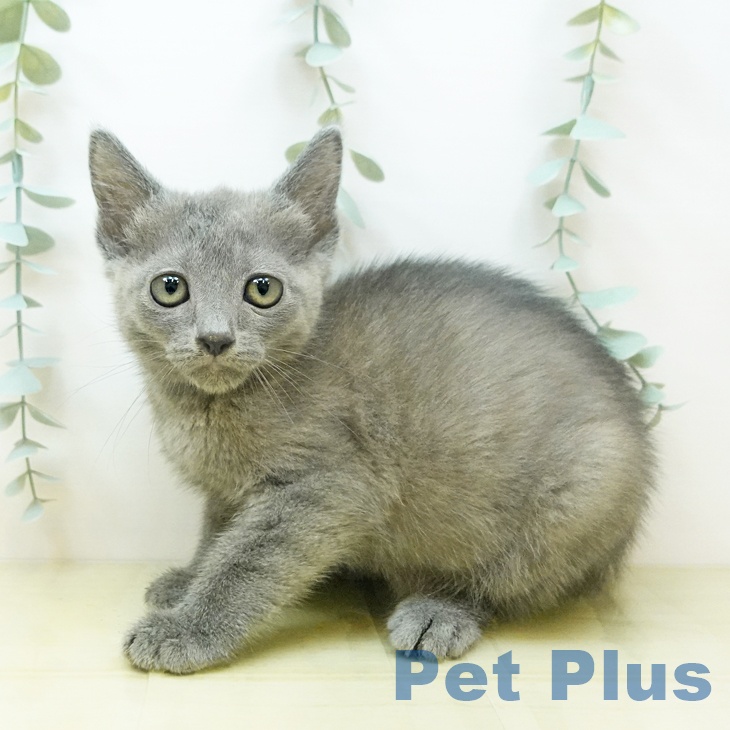 愛媛県のロシアンブルー (ペットプラス新居浜店/2025年4月2日生まれ/女の子/ブルー)の子猫の1枚目の画像
