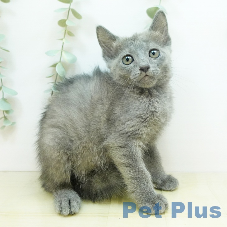 愛媛県のロシアンブルー (ペットプラス新居浜店/2025年4月2日生まれ/女の子/ブルー)の子猫の2枚目の画像