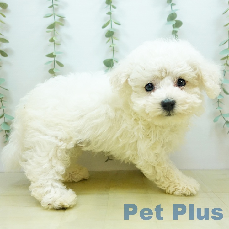 香川県のビションフリーゼ (ペットプラス綾川店/2025年4月18日生まれ/男の子/ホワイト)の子犬