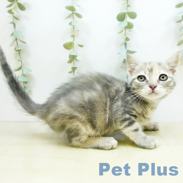 香川県のマンチカン (ペットプラス高松店/2025年4月6日生まれ/女の子/ブルーパッチドタビー)の子猫の1枚目の画像