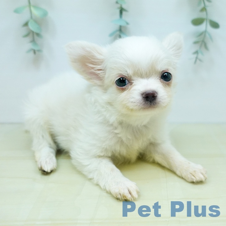 東京都のチワワ(ロング) (ペットプラス東久留米店/2025年4月22日生まれ/男の子/クリーム)の子犬