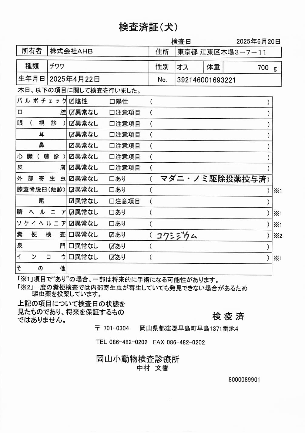 チワワ