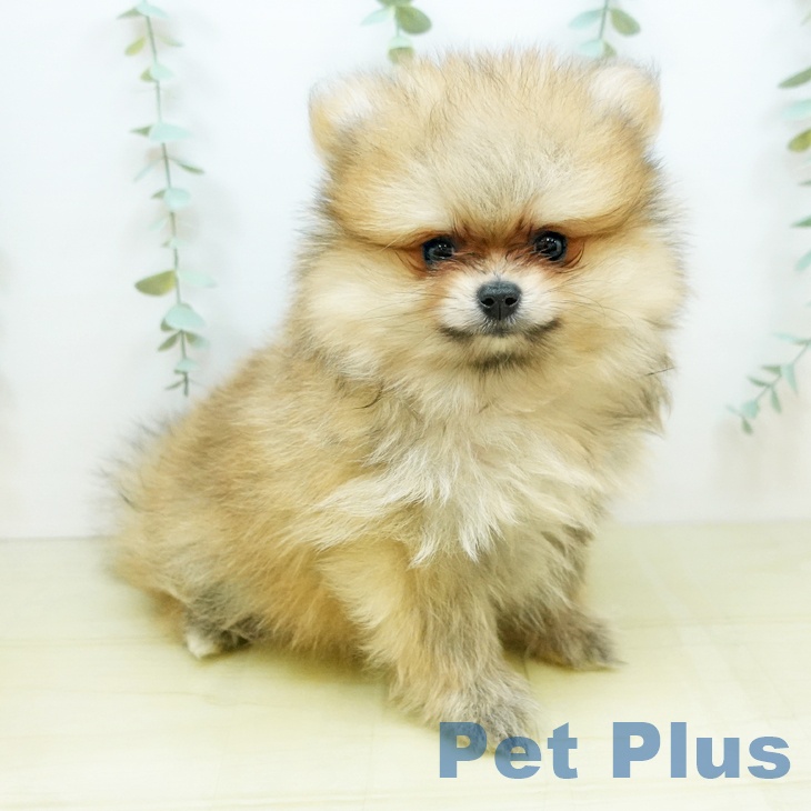 岡山県のポメラニアン (ペットプラス岡山店/2025年4月22日生まれ/男の子/オレンジ)の子犬の1枚目の画像