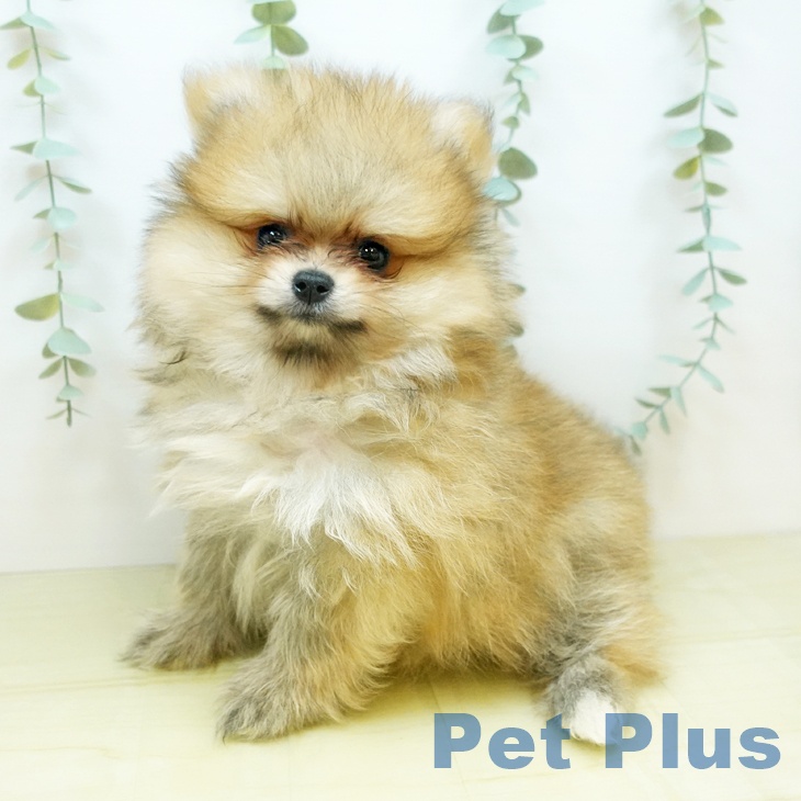 岡山県のポメラニアン (ペットプラス岡山店/2025年4月22日生まれ/男の子/オレンジ)の子犬の2枚目の画像