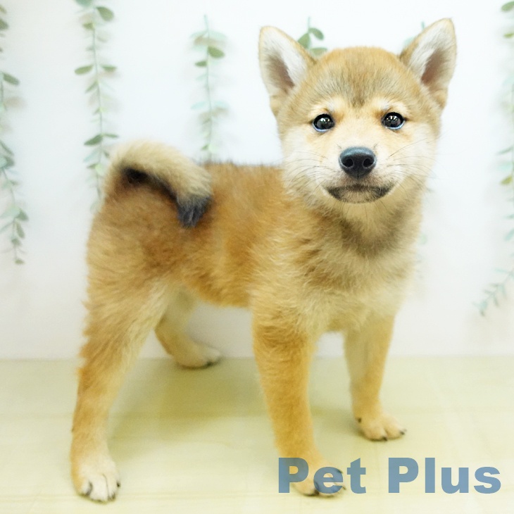鳥取県の柴犬(標準サイズ) (ペットプラス日吉津店/2025年4月16日生まれ/女の子/赤)の子犬の1枚目の画像