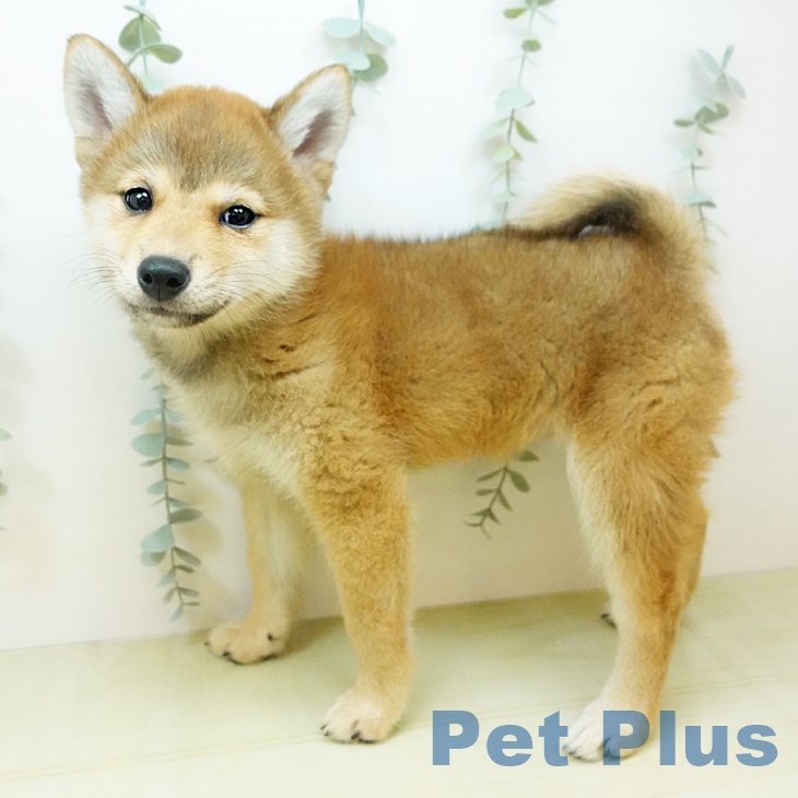 鳥取県の柴犬(標準サイズ) (ペットプラス日吉津店/2025年4月16日生まれ/女の子/赤)の子犬の2枚目の画像