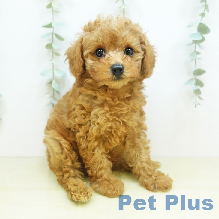 鳥取県のトイプードル(トイ) (ペットプラス日吉津店/2025年4月23日生まれ/男の子/レッド)の子犬の2枚目の画像