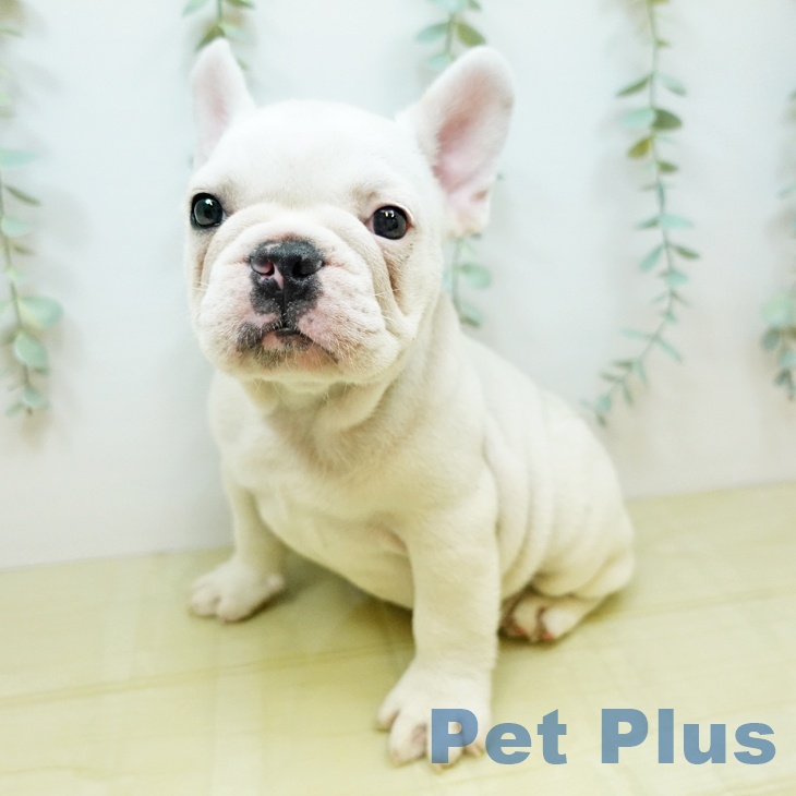 愛媛県のフレンチブルドッグ (ペットプラス新居浜店/2025年4月23日生まれ/男の子/クリーム)の子犬の1枚目の画像