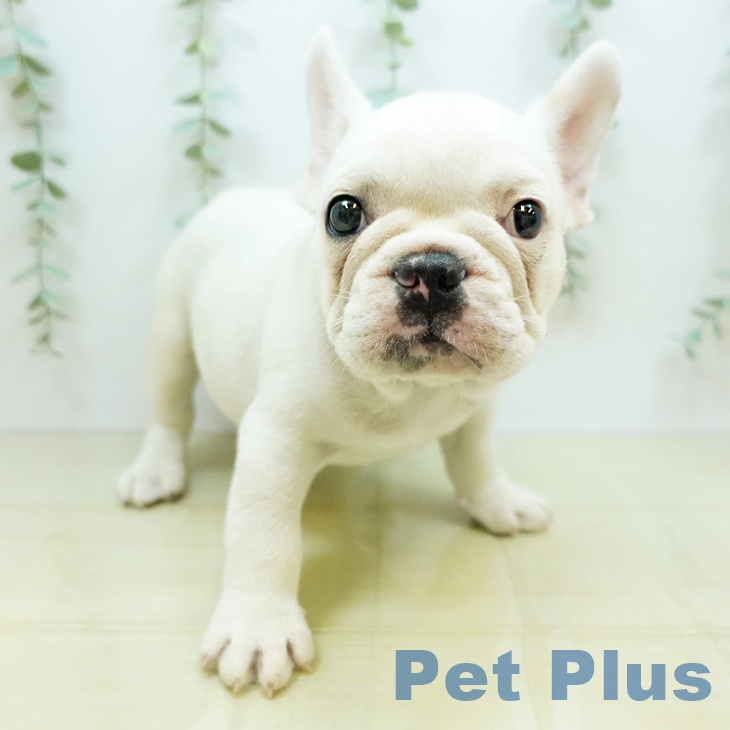 愛媛県のフレンチブルドッグ (ペットプラス新居浜店/2025年4月23日生まれ/男の子/クリーム)の子犬の2枚目の画像
