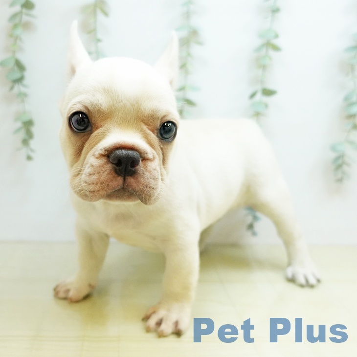 鳥取県のフレンチブルドッグ (ペットプラス日吉津店/2025年4月23日生まれ/男の子/クリーム)の子犬の2枚目の画像