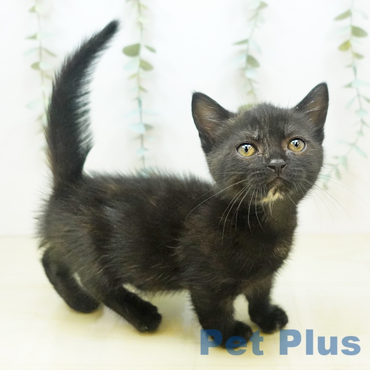 岡山県のマンチカン (ペットプラス岡山店/2025年4月21日生まれ/女の子/トーティー)の子猫の1枚目の画像