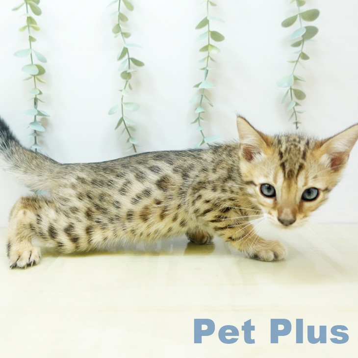 東京都のベンガル (ペットプラス日の出店/2025年4月25日生まれ/男の子/ブラウンスポットタビー)の子猫の2枚目の画像