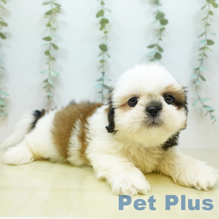 岡山県のシーズー (ペットプラス岡山店/2025年4月29日生まれ/男の子/ホワイトゴールド)の子犬の1枚目の画像