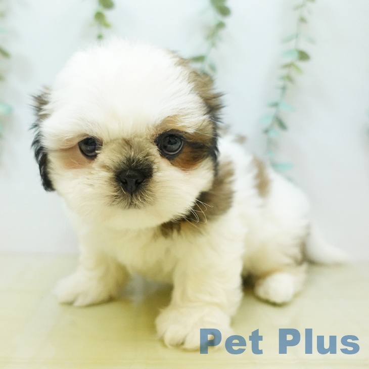 岡山県のシーズー (ペットプラス岡山店/2025年4月29日生まれ/男の子/ホワイトゴールド)の子犬の2枚目の画像