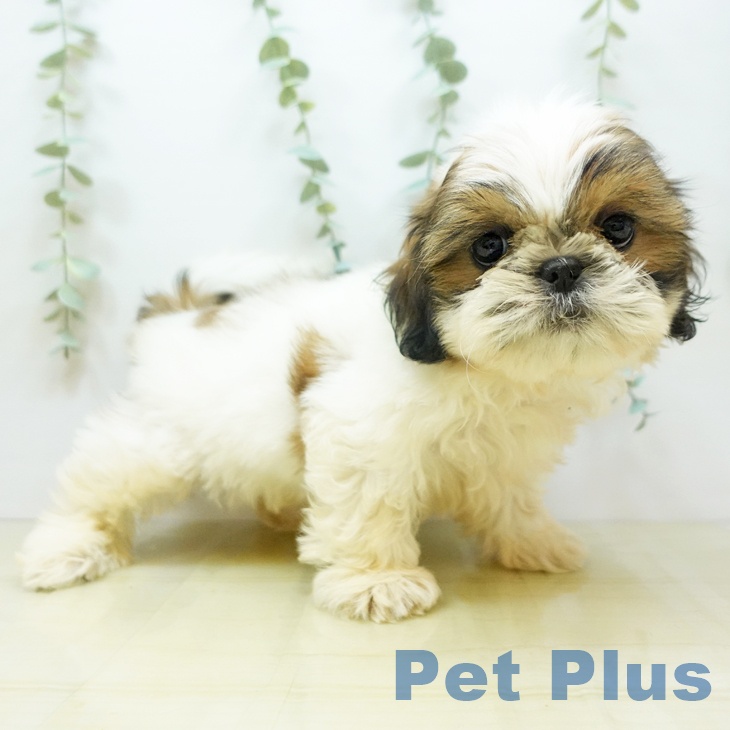 香川県のシーズー (ペットプラス綾川店/2025年4月29日生まれ/女の子/ホワイトゴールド)の子犬
