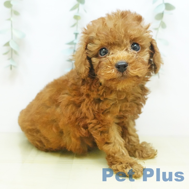 岡山県のトイプードル(トイ) (ペットプラス岡山店/2025年4月29日生まれ/男の子/レッド)の子犬の1枚目の画像