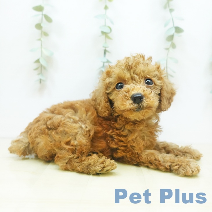 岡山県のトイプードル(トイ) (ペットプラス岡山店/2025年4月29日生まれ/女の子/レッド)の子犬の1枚目の画像