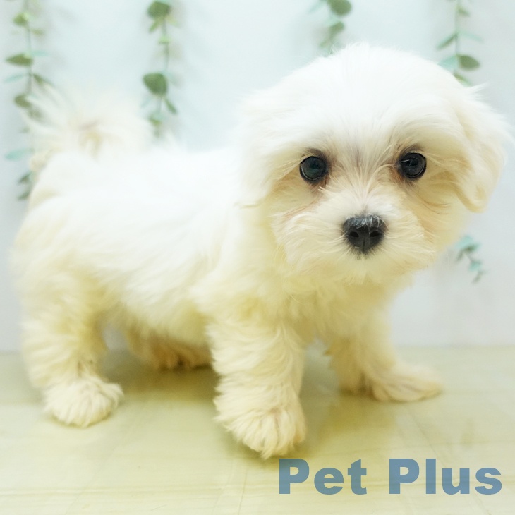 香川県のマルチーズ (ペットプラス高松店/2025年4月29日生まれ/女の子/ホワイト)の子犬