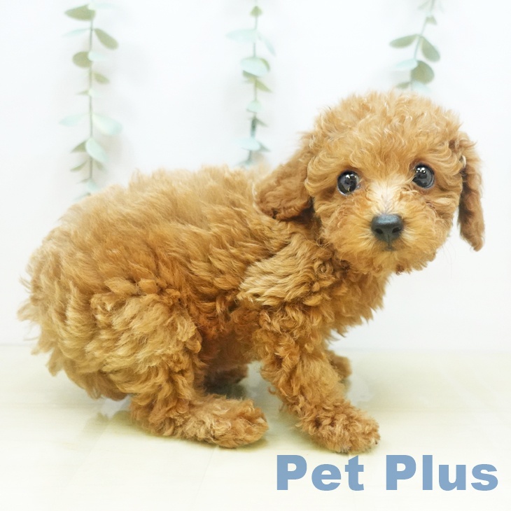 鳥取県のトイプードル(トイ) (ペットプラス日吉津店/2025年4月30日生まれ/女の子/レッド)の子犬