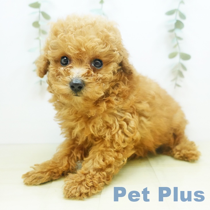香川県のトイプードル(トイ) (ペットプラス綾川店/2025年4月27日生まれ/男の子/レッド)の子犬