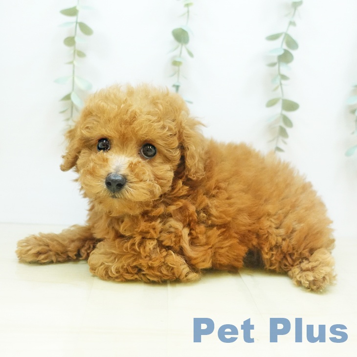 岡山県のトイプードル(トイ) (ペットプラス岡山店/2025年4月27日生まれ/男の子/レッド)の子犬の1枚目の画像