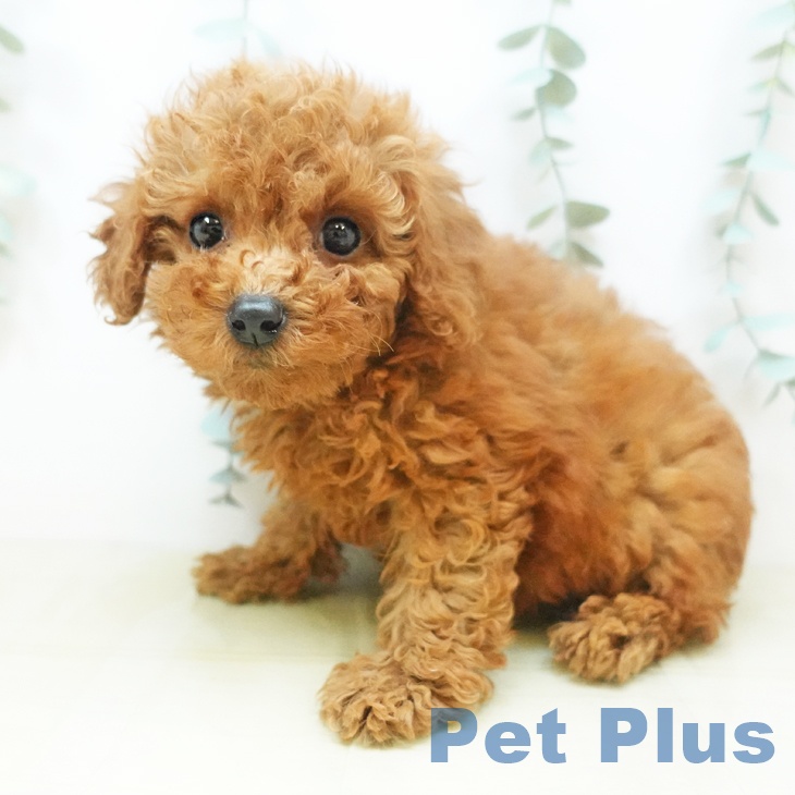 愛媛県のトイプードル(トイ) (ペットプラス新居浜店/2025年4月27日生まれ/男の子/レッド)の子犬