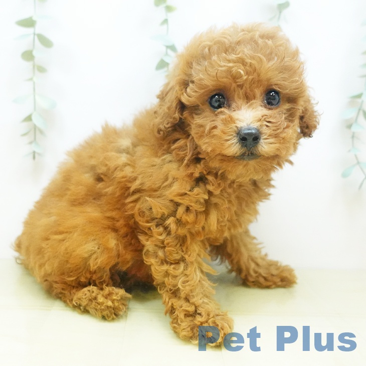 岡山県のトイプードル(トイ) (ペットプラス岡山南店/2025年4月27日生まれ/女の子/レッド)の子犬