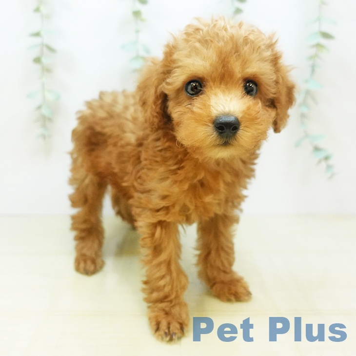 岡山県のトイプードル(トイ) (ペットプラス岡山店/2025年5月2日生まれ/男の子/レッド)の子犬
