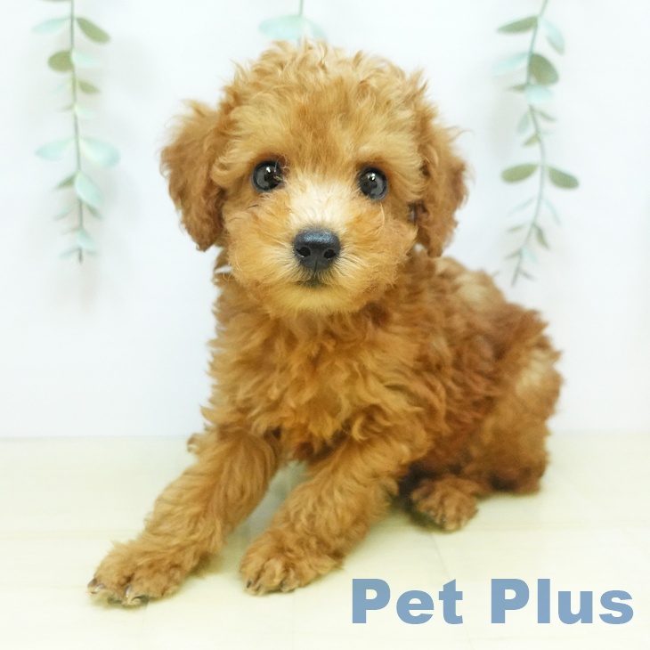 岡山県のトイプードル(トイ) (ペットプラス岡山店/2025年5月2日生まれ/男の子/レッド)の子犬の2枚目の画像