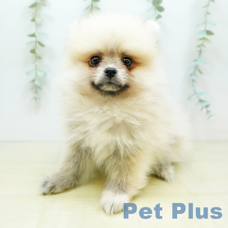 岡山県のポメラニアン (ペットプラス岡山店/2025年5月1日生まれ/女の子/クリームセーブル)の子犬