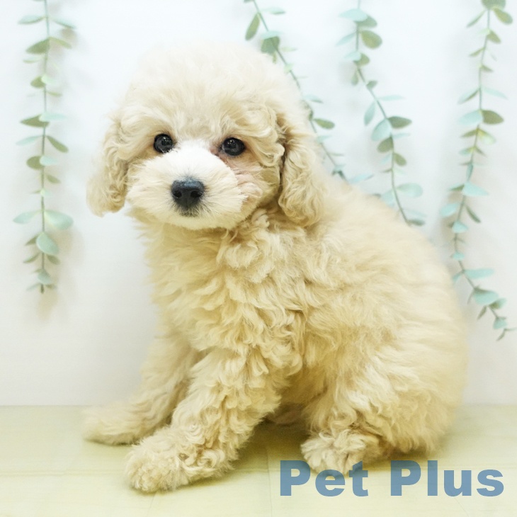 愛媛県のトイプードル(トイ) (ペットプラス新居浜店/2025年4月28日生まれ/男の子/クリーム)の子犬の2枚目の画像