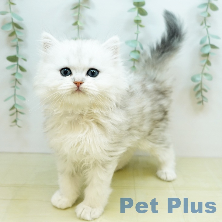 ペルシャの写真1