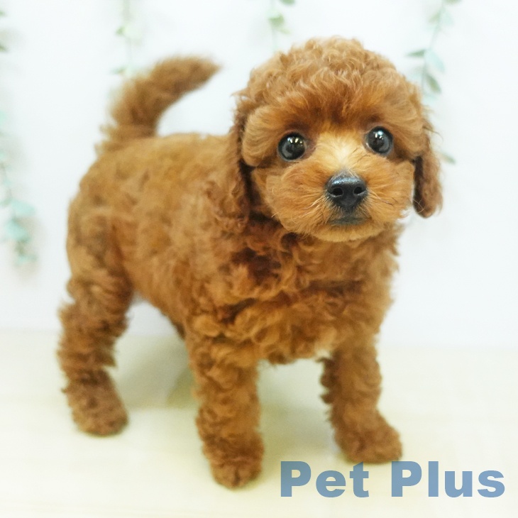 香川県のトイプードル(トイ) (ペットプラス高松店/2025年5月5日生まれ/男の子/レッド)の子犬
