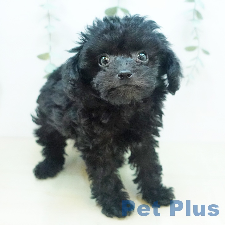 鳥取県のトイプードル(トイ) (ペットプラス日吉津店/2025年4月23日生まれ/女の子/シルバー)の子犬の1枚目の画像