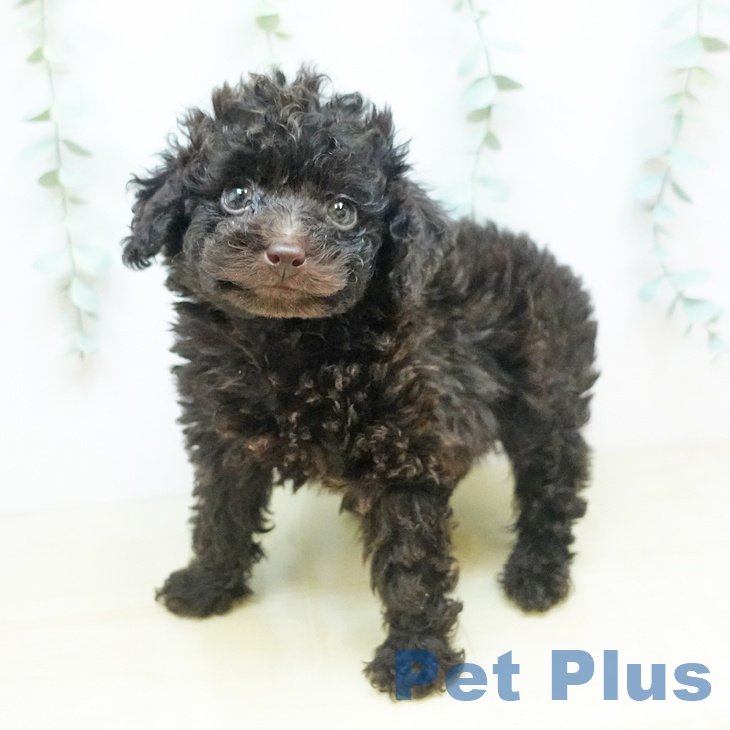 香川県のトイプードル(トイ) (ペットプラス綾川店/2025年5月5日生まれ/男の子/ブラウン)の子犬