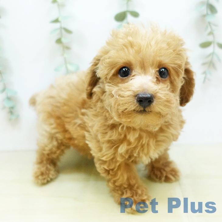 岡山県のトイプードル(トイ) (ペットプラス岡山店/2025年5月5日生まれ/男の子/アプリコット)の子犬の1枚目の画像
