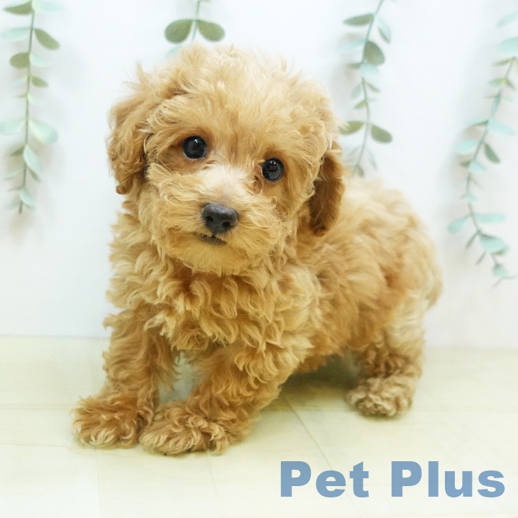 岡山県のトイプードル(トイ) (ペットプラス岡山店/2025年5月5日生まれ/男の子/アプリコット)の子犬の2枚目の画像