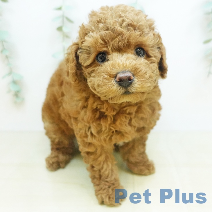 愛媛県のトイプードル(トイ) (ペットプラス新居浜店/2025年5月7日生まれ/男の子/レッド)の子犬の1枚目の画像
